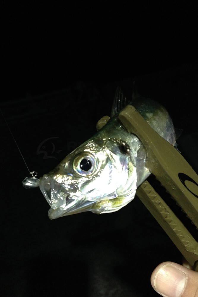  SV-55 Aji Drive